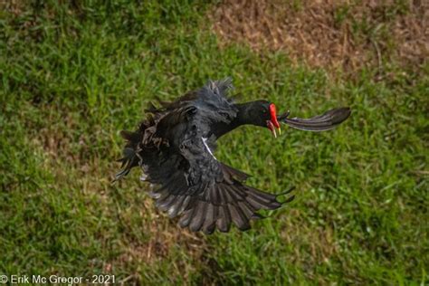 pollona.negra|gallinule bird.